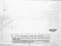 Cicinnobolus humuli image